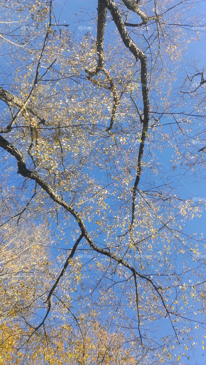 Tree, Branch, Season, Nature, Park