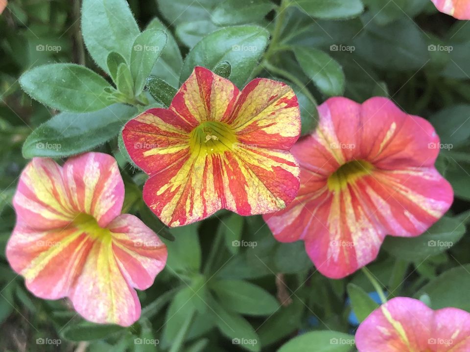 Colorful petunias in bloom