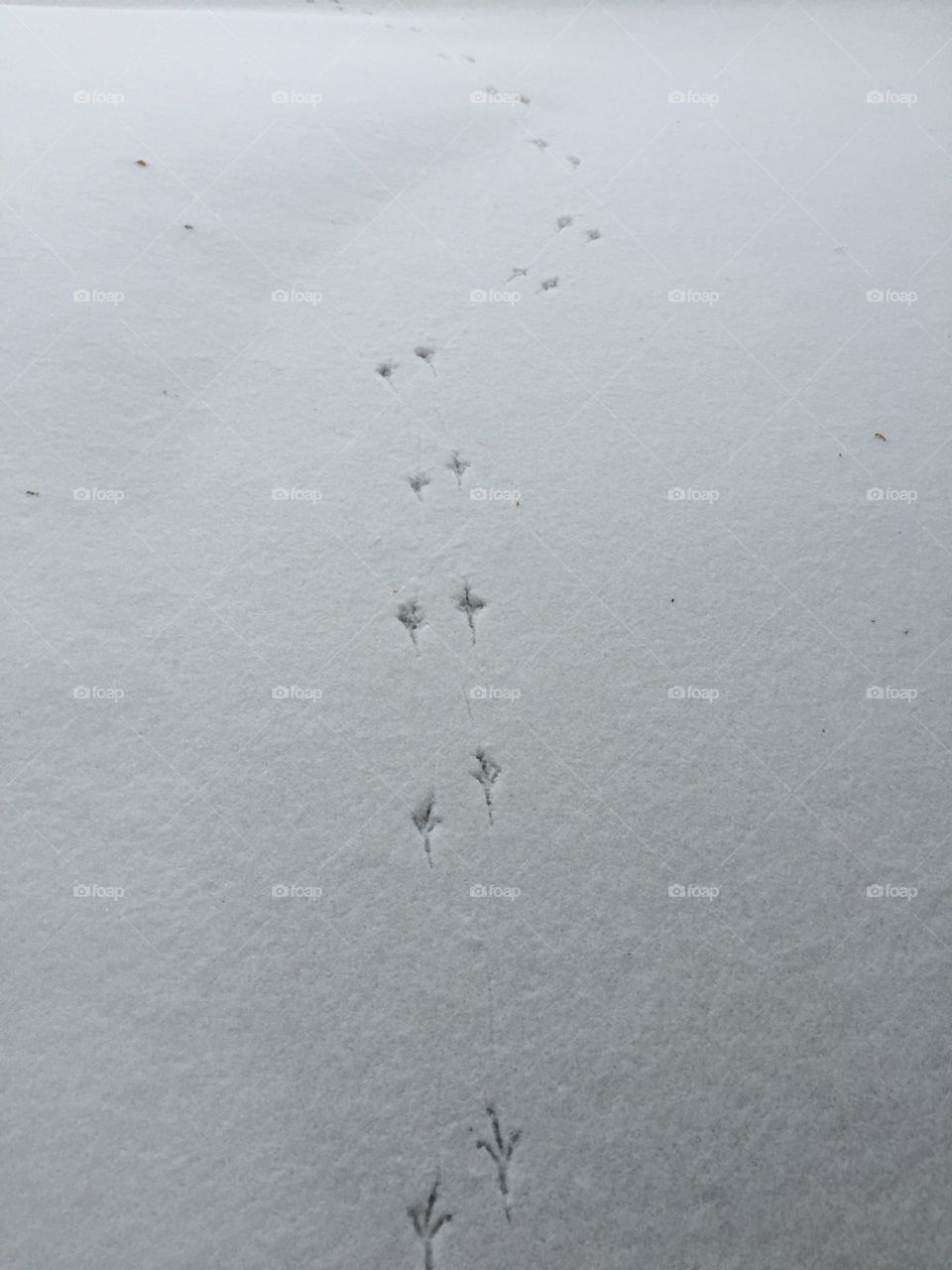 Bird footprints in the snow