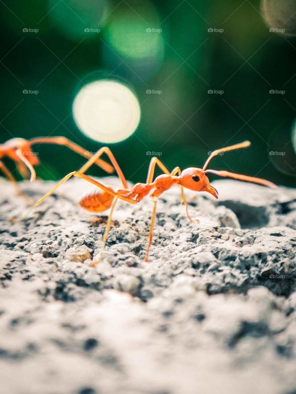 Ants
