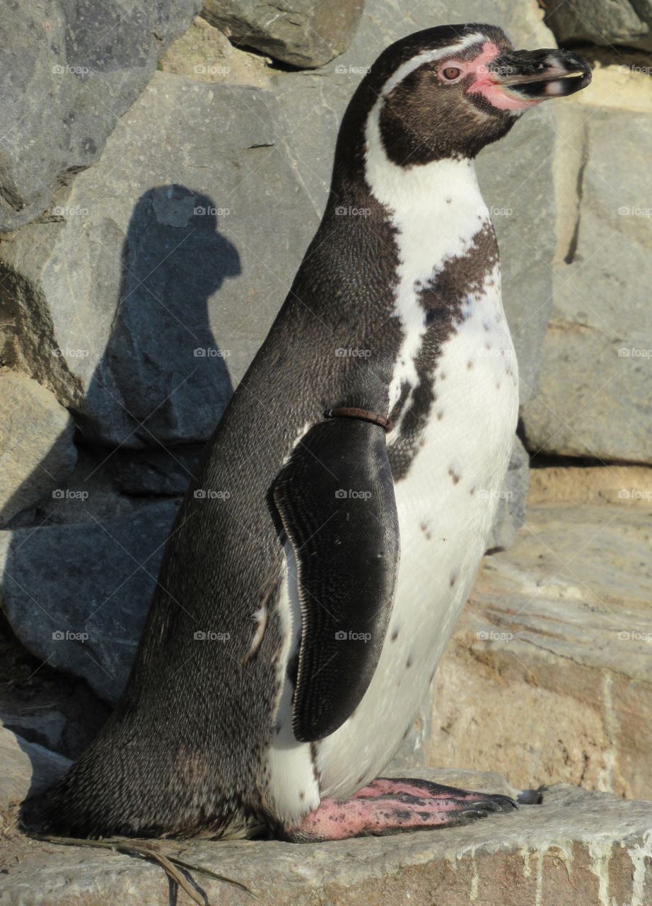 A penguin and his shadow