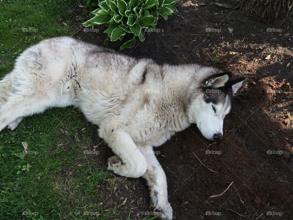 Summer pets/ husky dog napping in flower bed to cool off