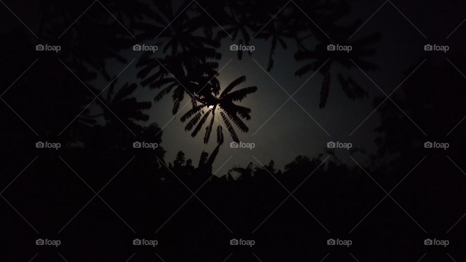 The Moonlight Behind The Leaf Breaks