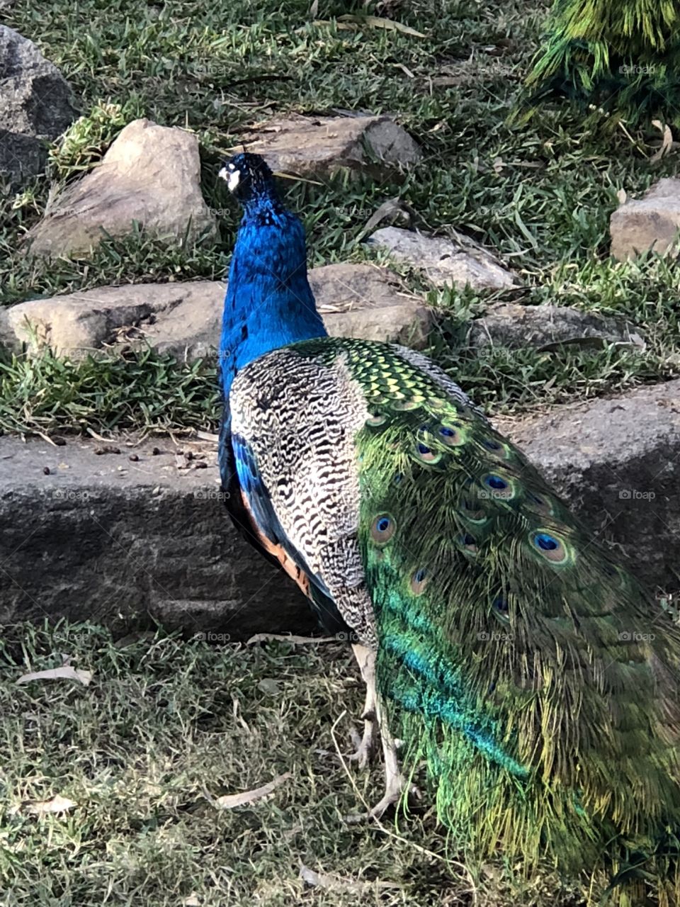 Peacock