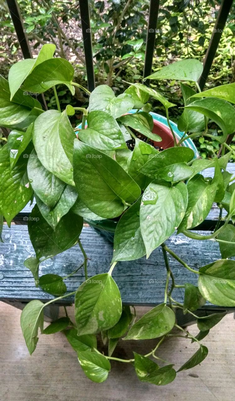 raindrops on vine