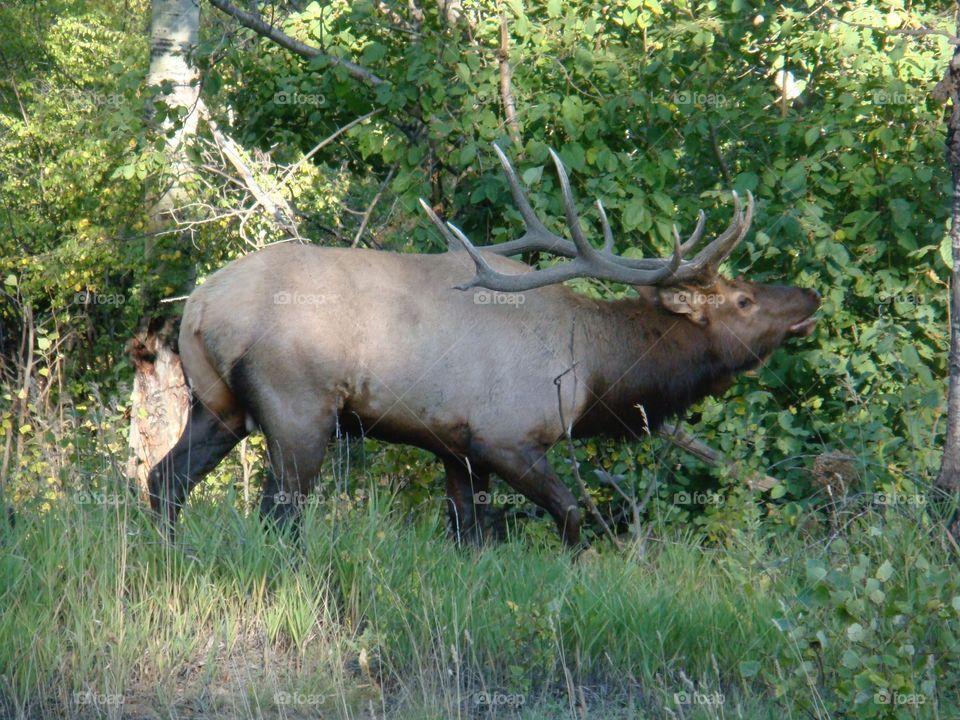 Elk