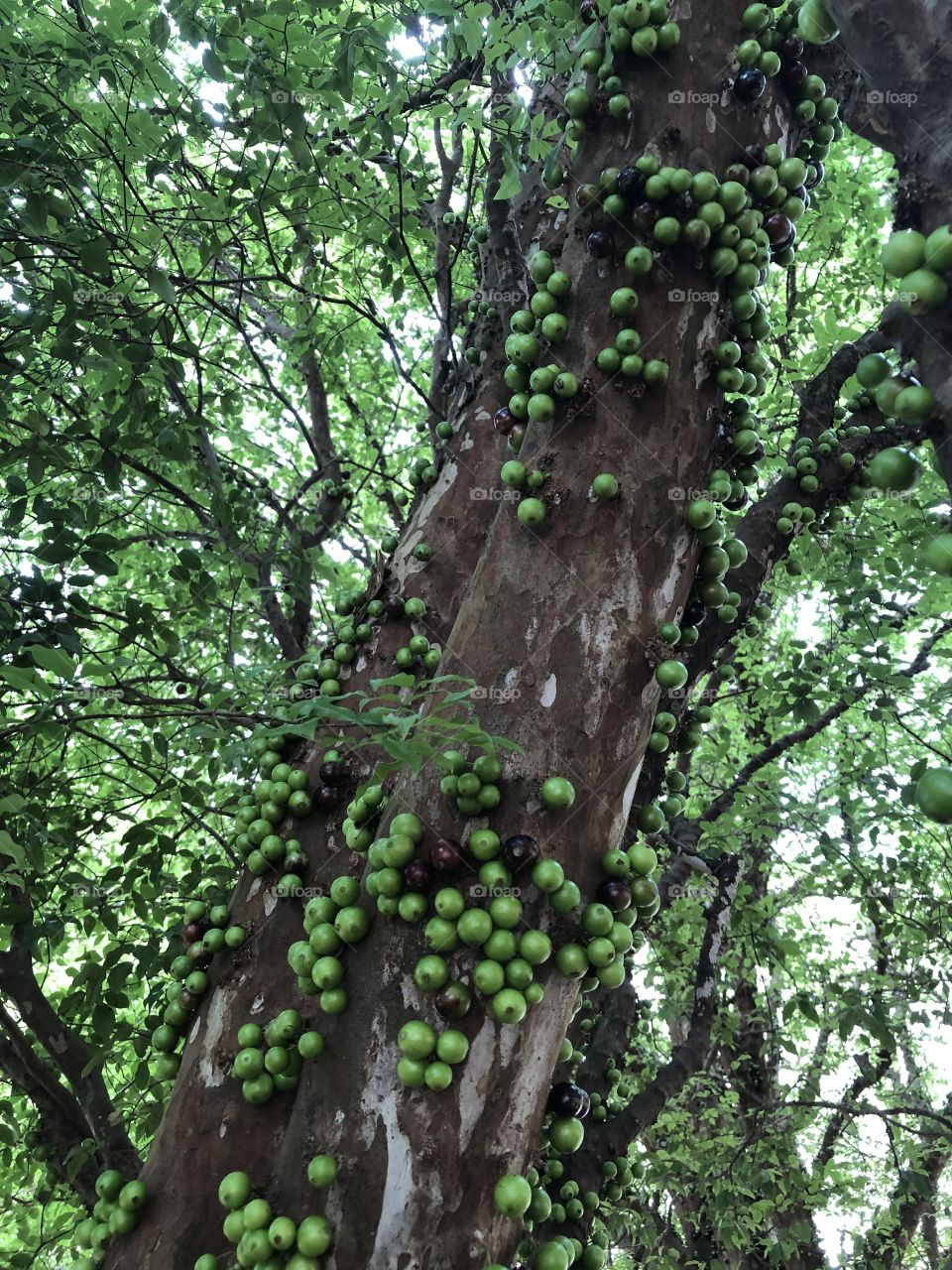 Jabuticaba verde