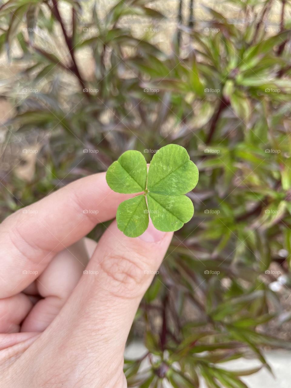 Four leaf clover 🍀
