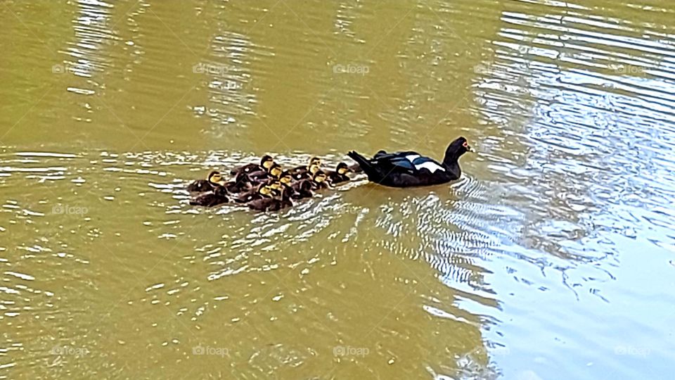 A pata e seus patinhos, felizes se refrescam no lago numa tarde quente.