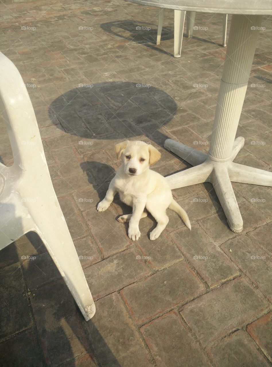 my sweet puppy lucky