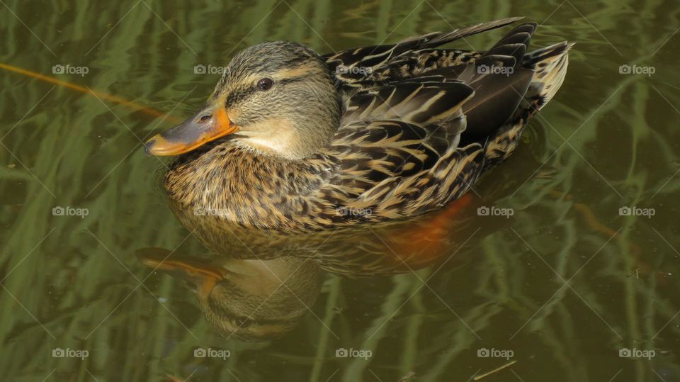 Duck