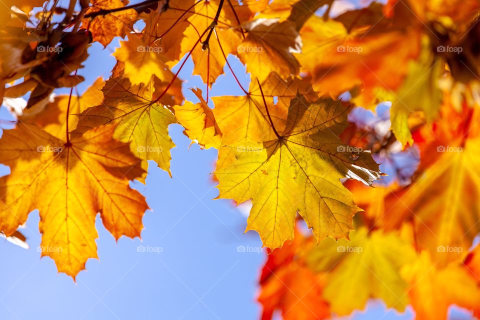 Colorful maple leaves 