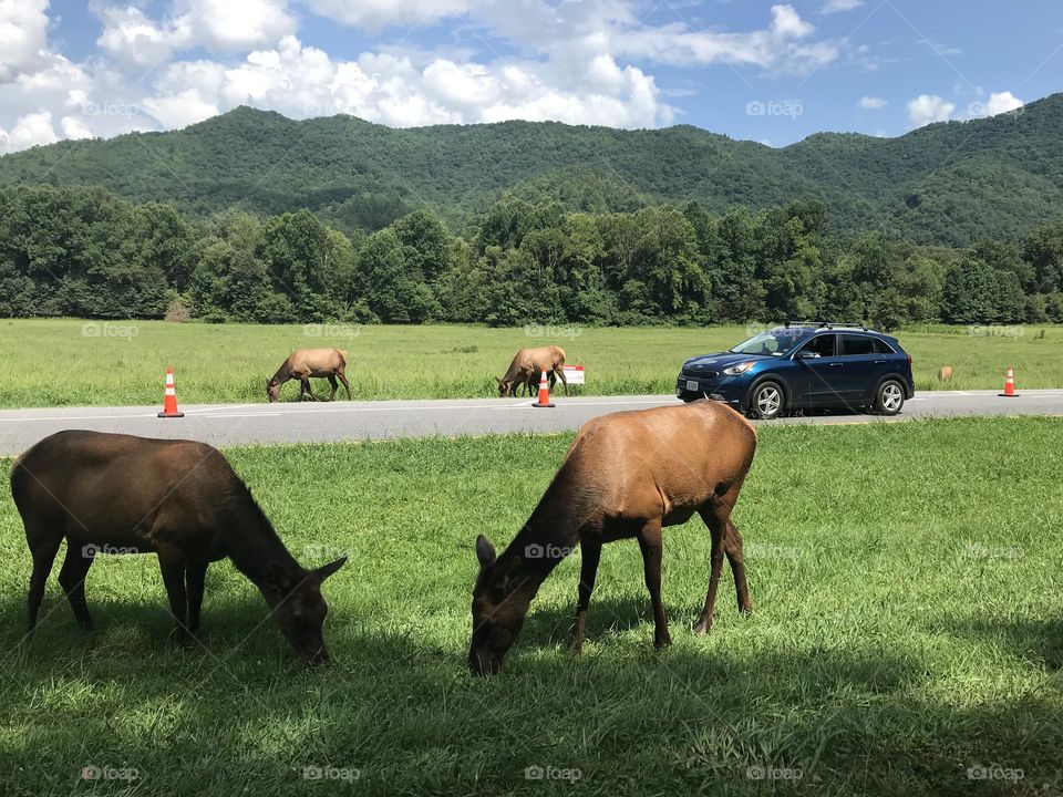 Driving the Parkway