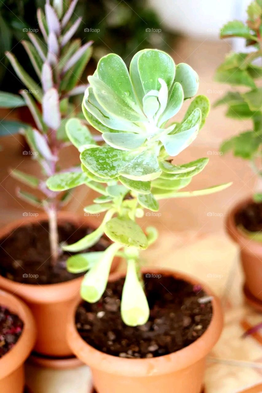 A very beautiful picture, and there is no better picture than it. There is no better picture of green herbs and colorful, red and white roses than it. Glory be to God, the natural and picturesque view, and there is no more