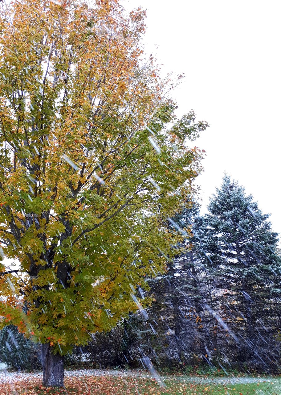 fall colors as the snow falls