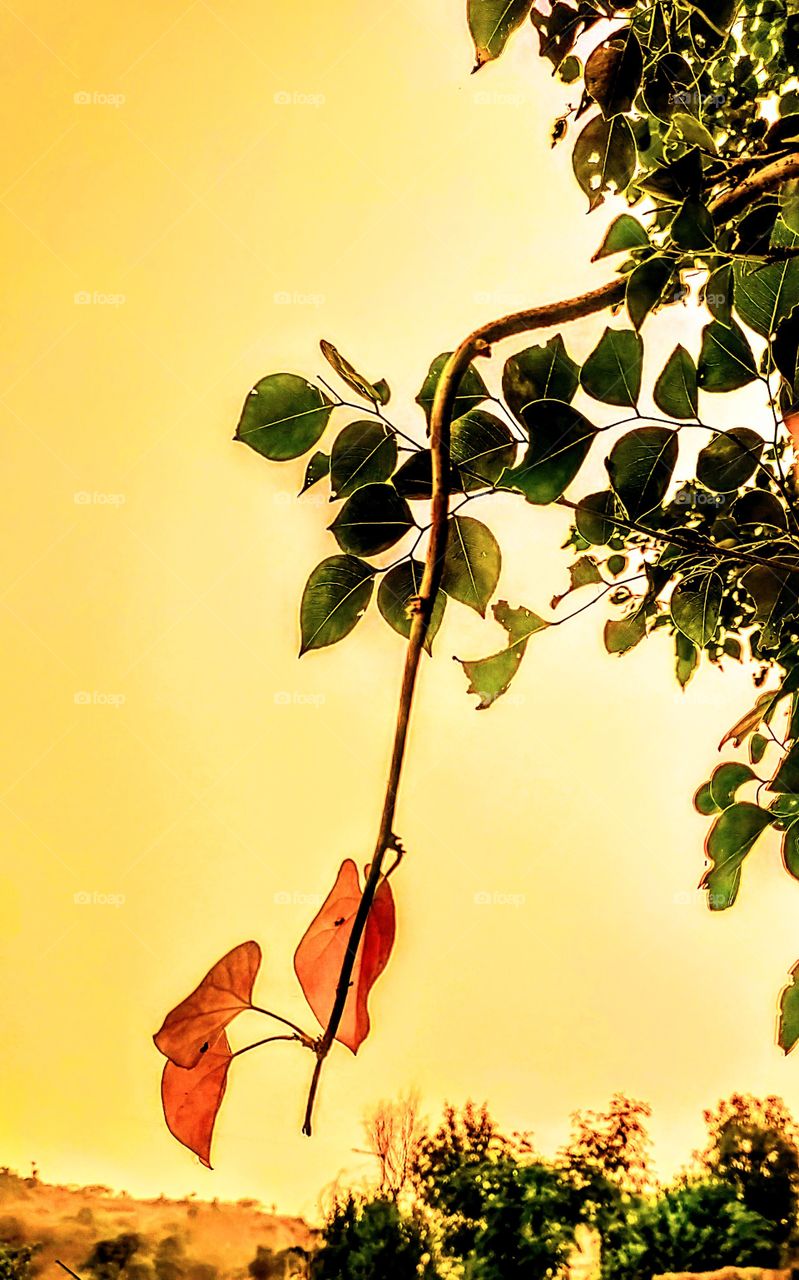 leafs with sky background