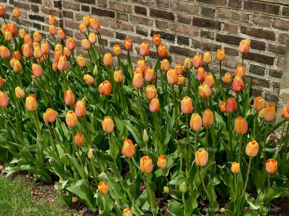 Tulips 