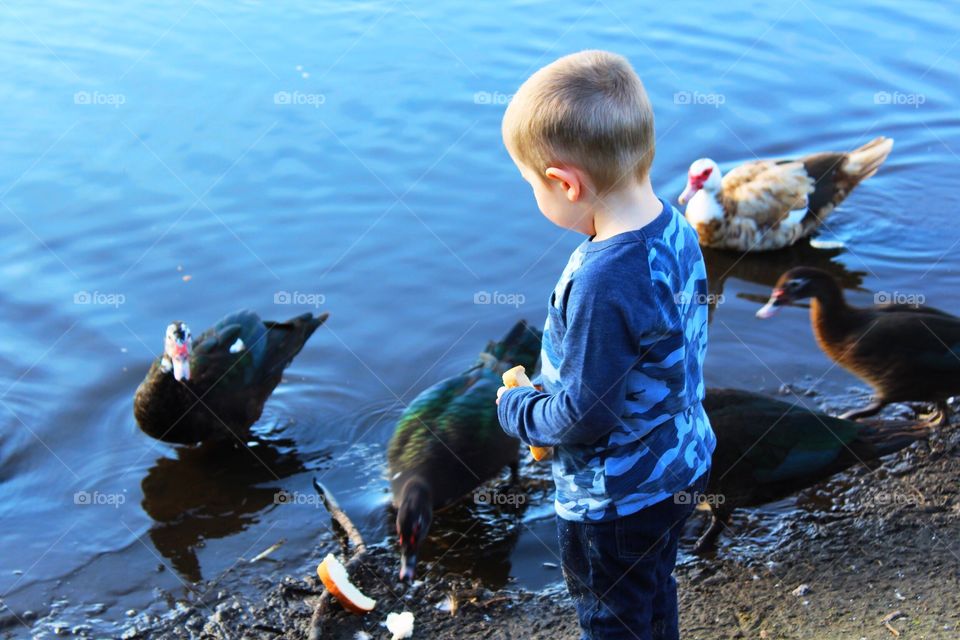 Child feeding the ducks