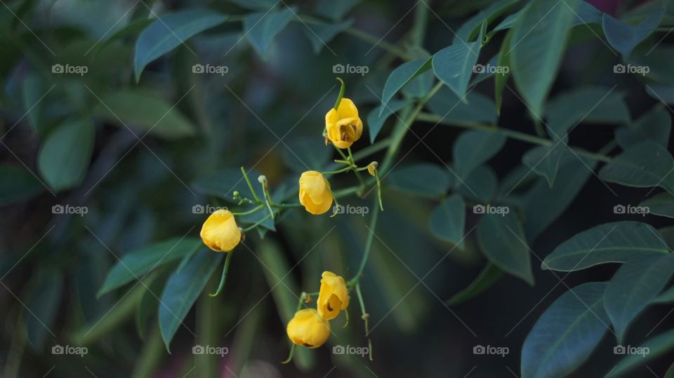 Plant with yellow flowers.