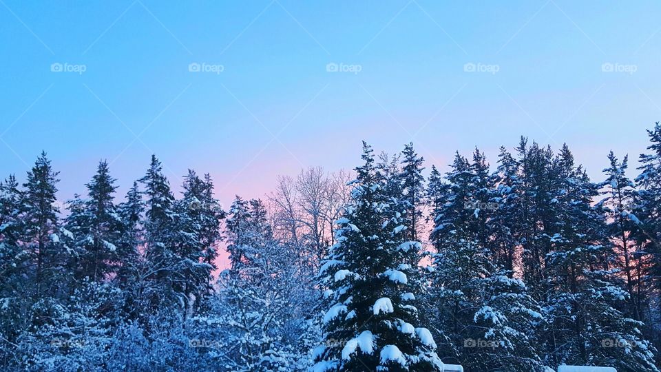 Winter, Snow, Tree, Wood, Frost
