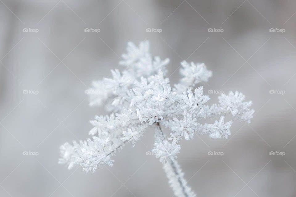 Closeup of flower covered with beautiful frost on a cold winter day 