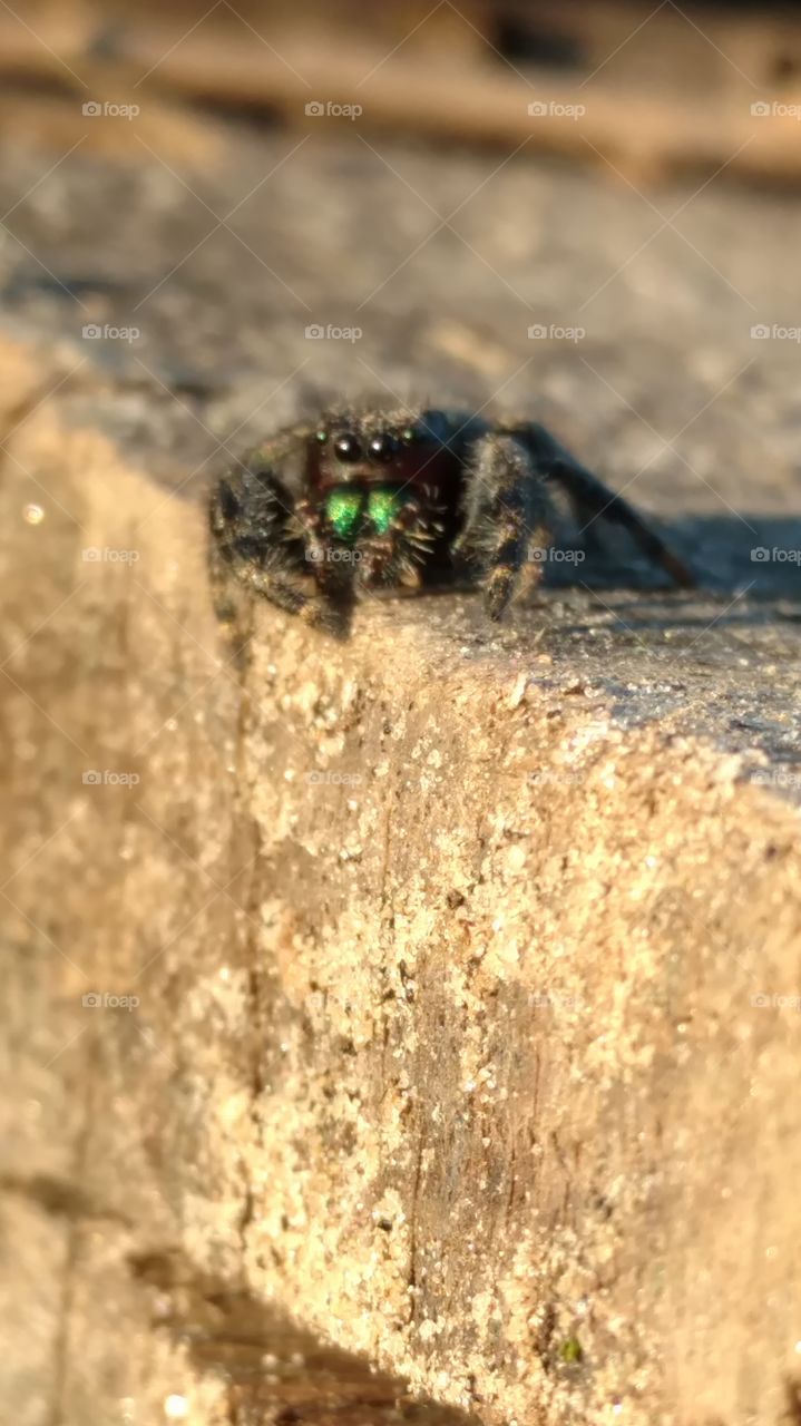 Nature, Insect, Outdoors, Animal, No Person