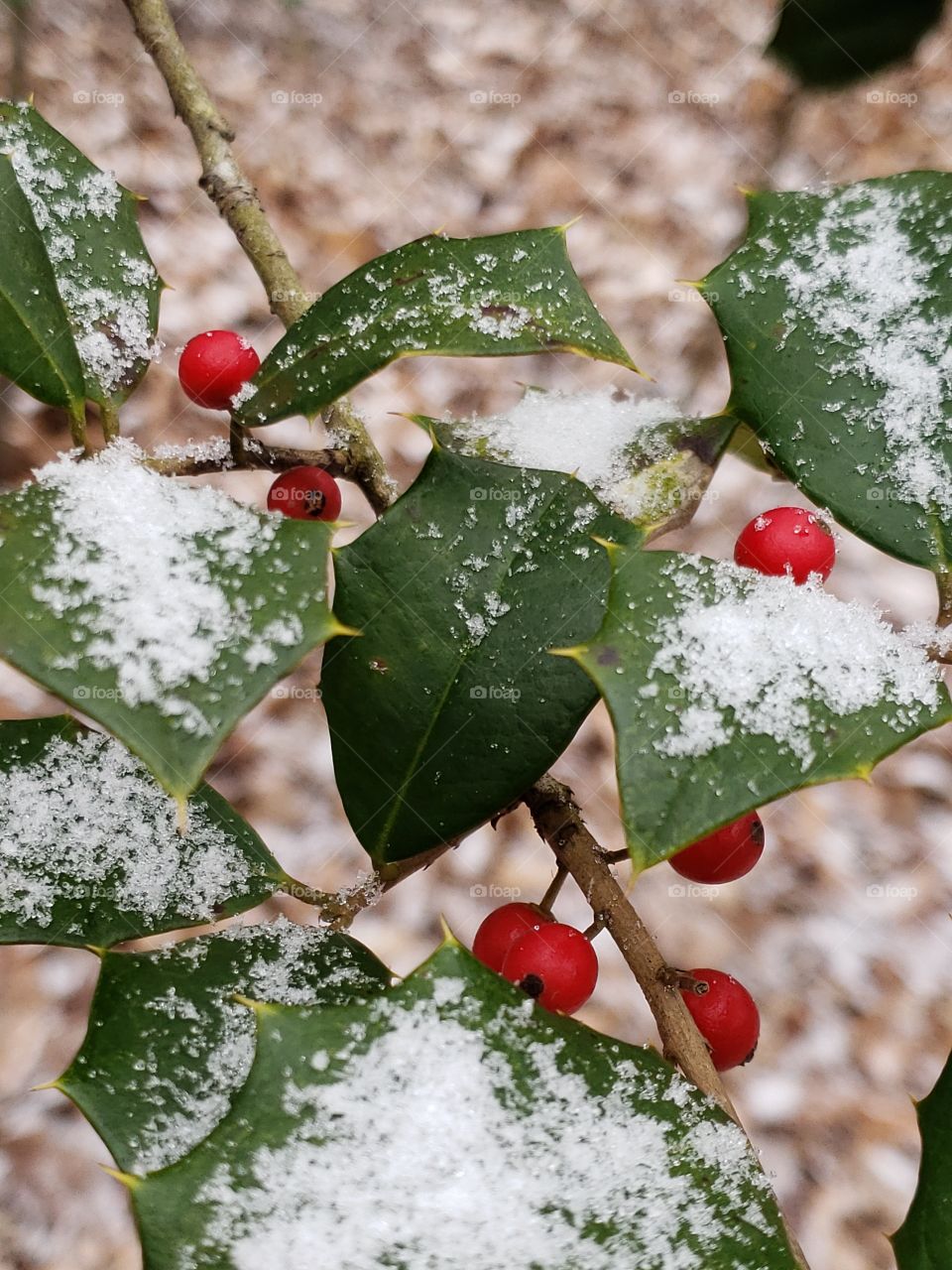 snow on holly leaves and berries