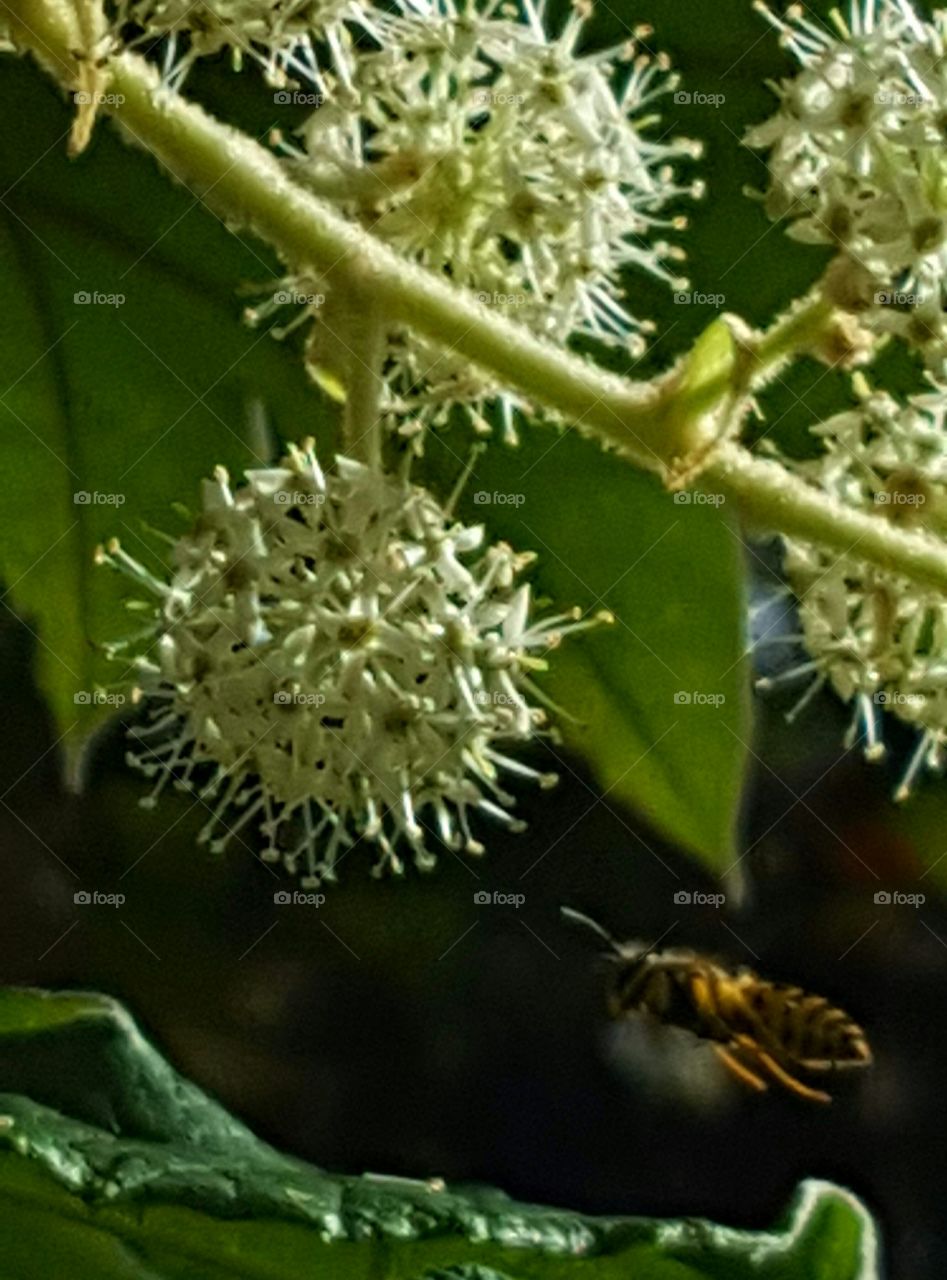 flowering tree/bee flying