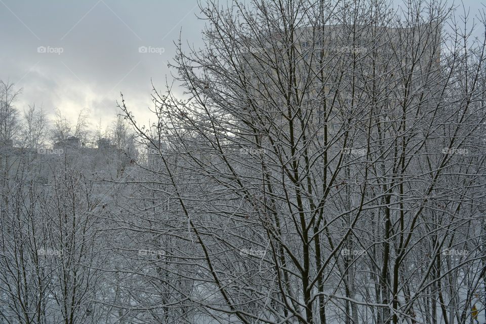 Winter, Tree, Snow, Branch, Wood