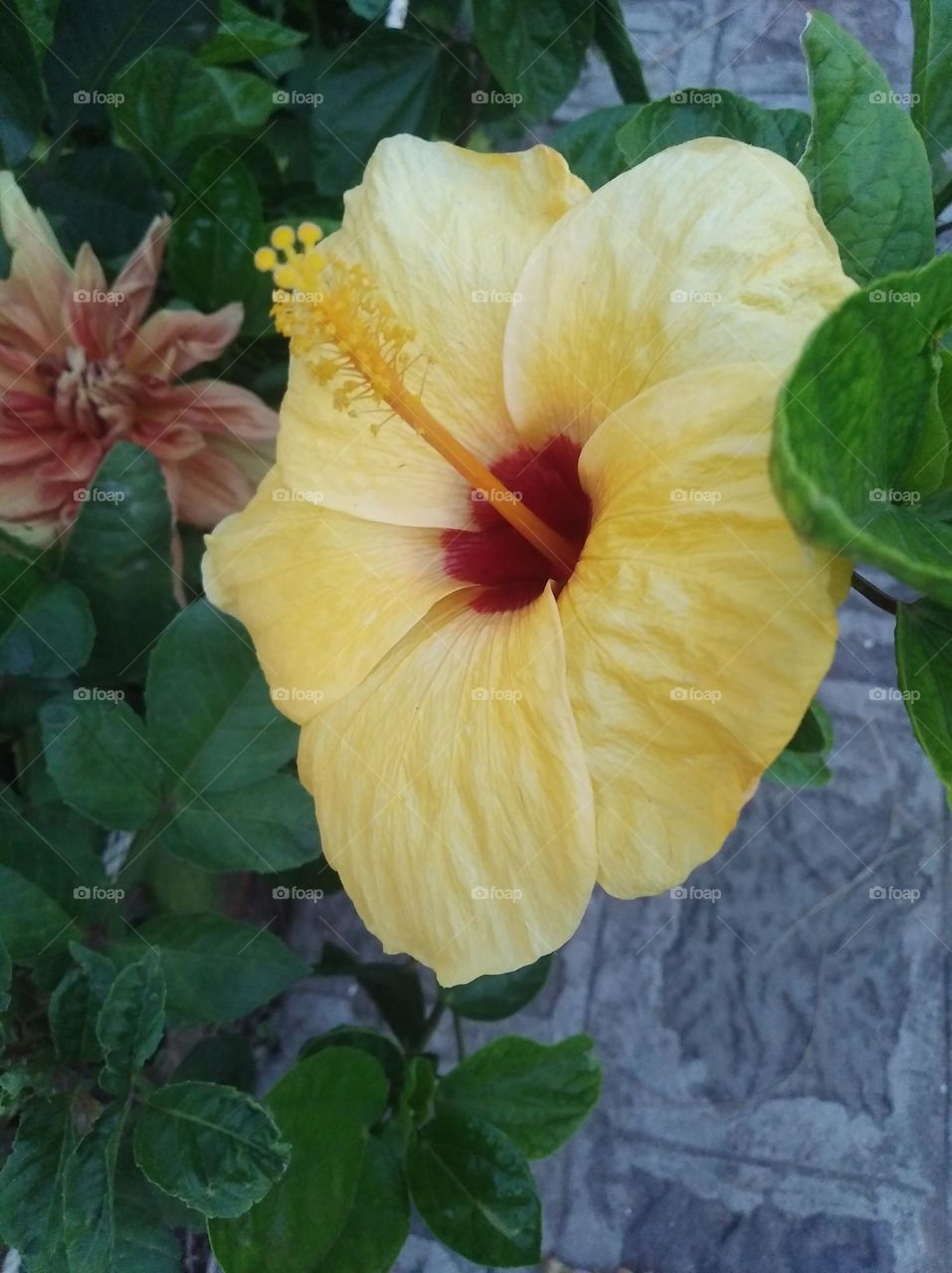 yellow flower seasonal fresh shurb small size looks very beautiful generally found everywhere seasonal
