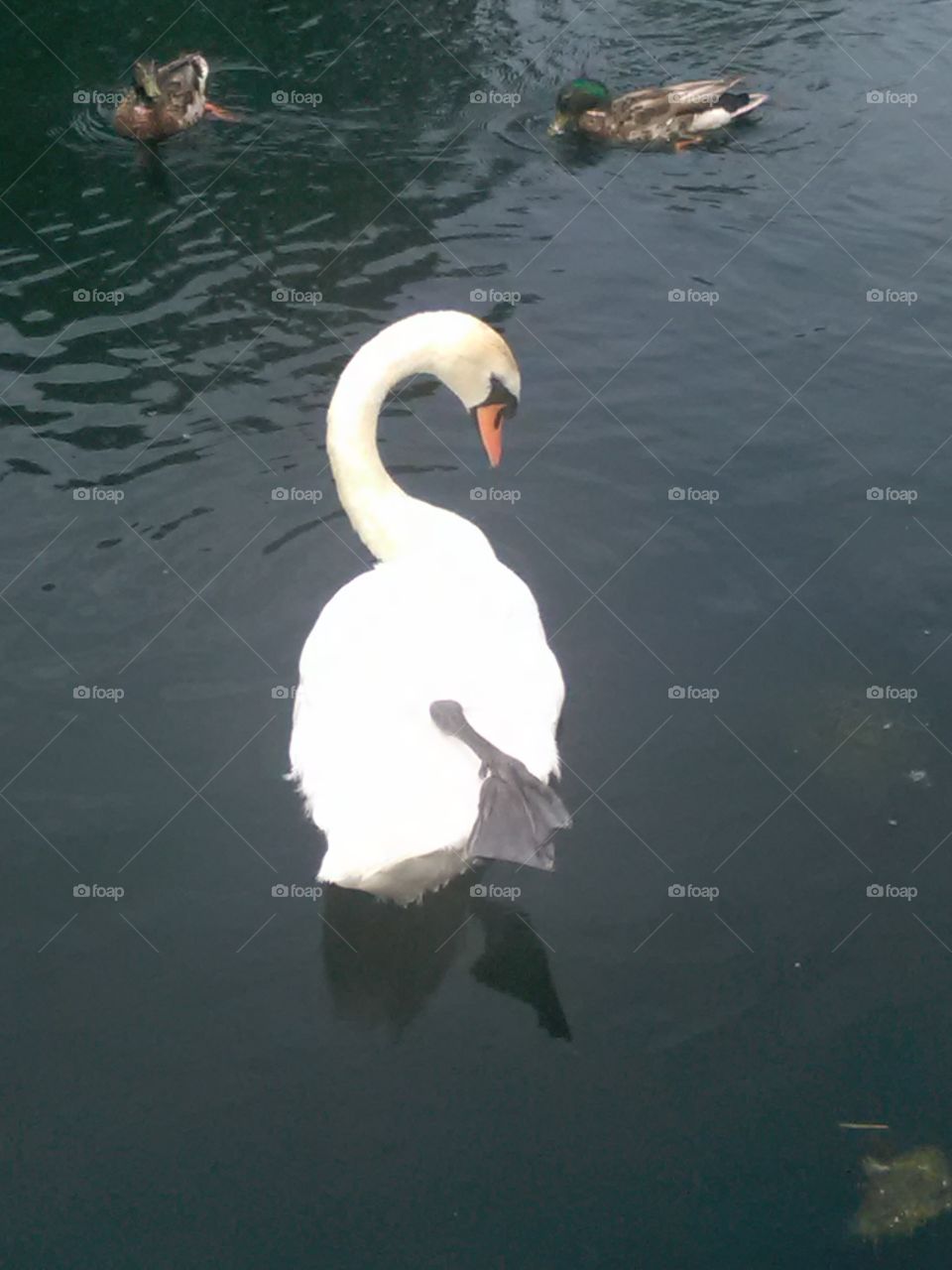 Swan dab upclose