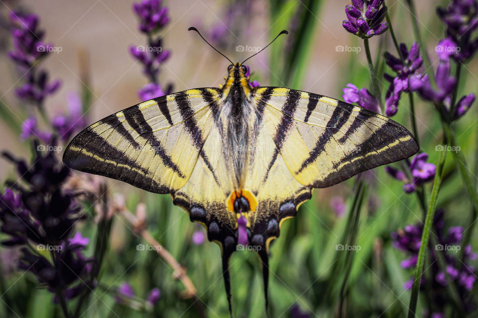 swallowtail butterfly at the meadow