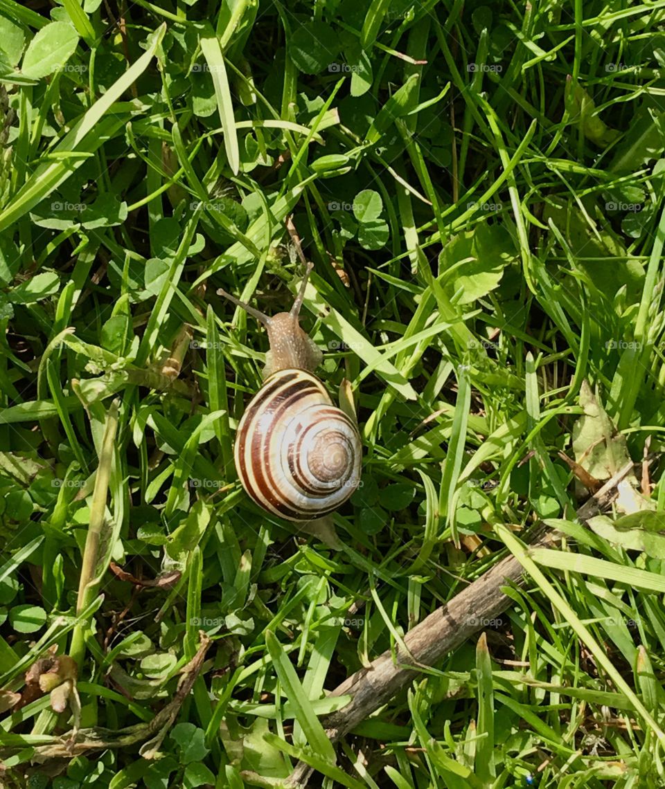 Snail