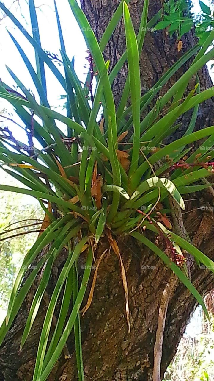 Tree orchid