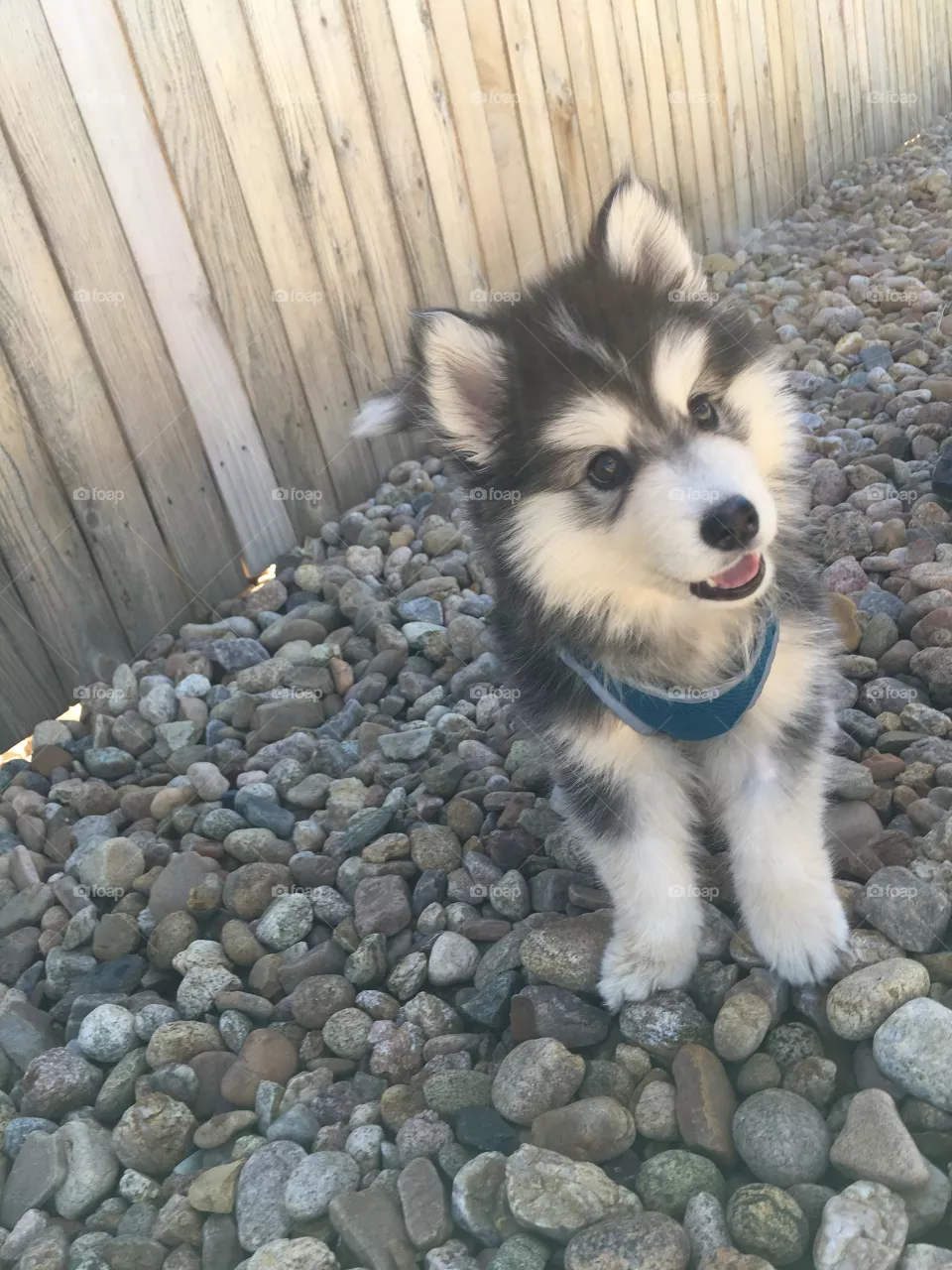 Hewwo.