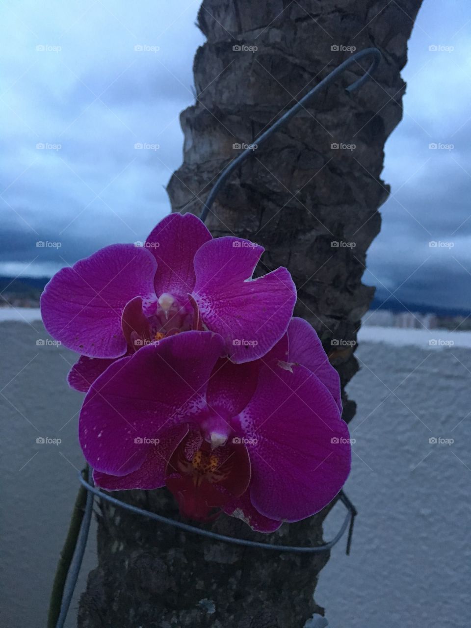 Orquídeas 