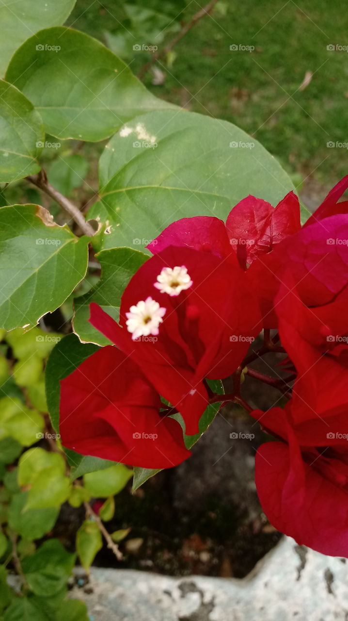 BOUGANVILLEA FLOWERS