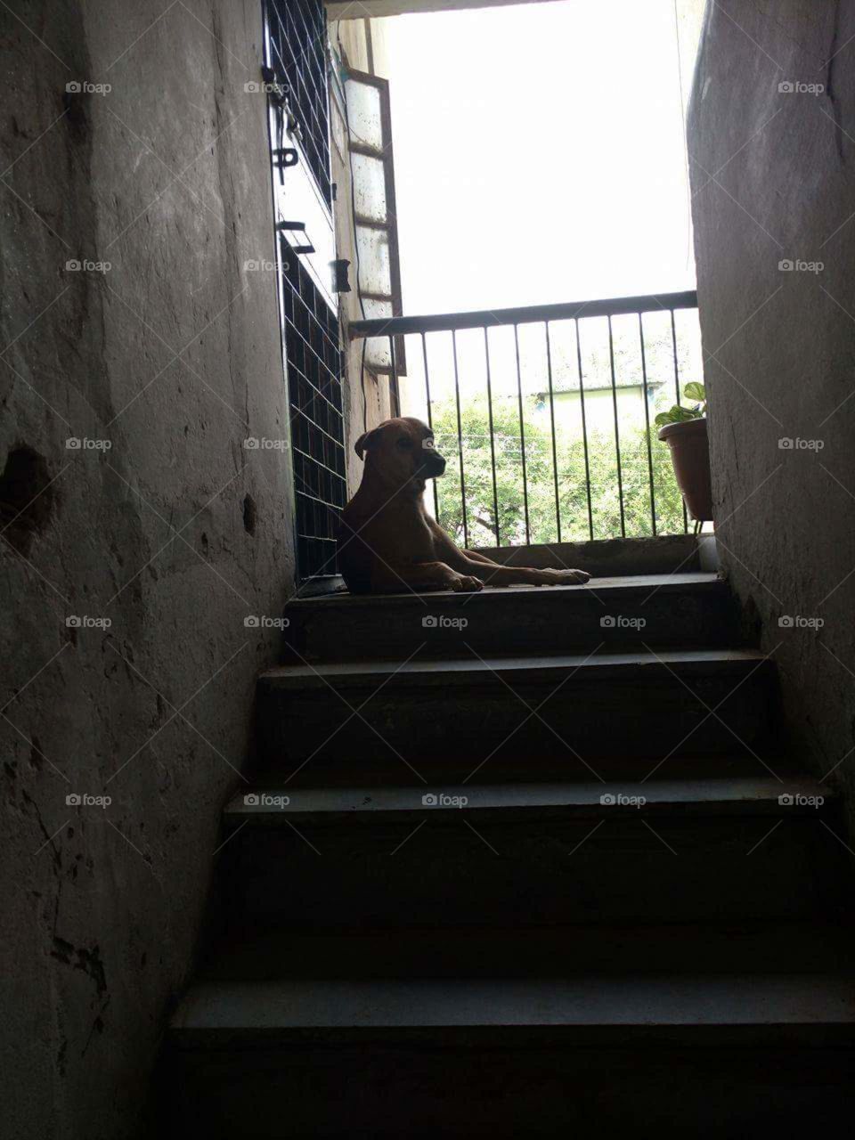 Lonely existential dog