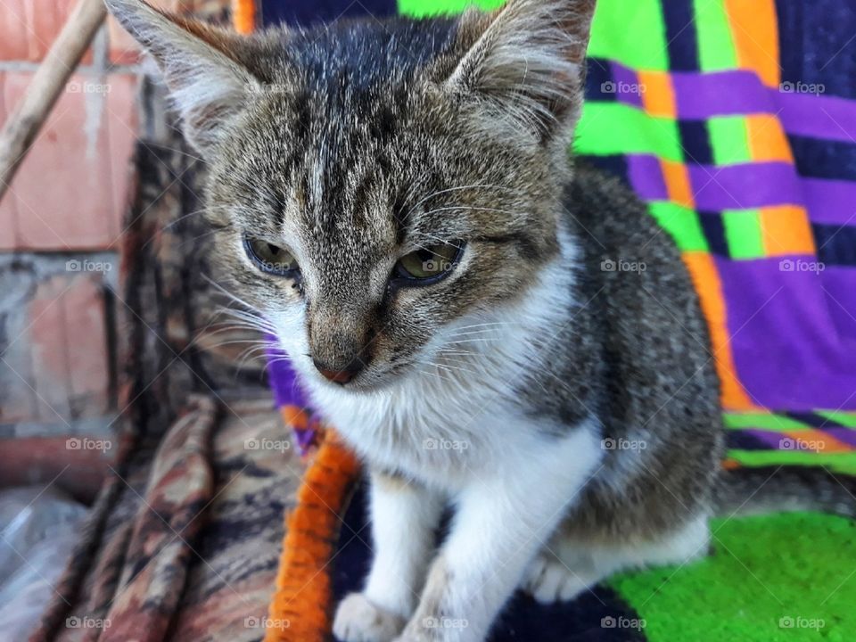 Looking carefully like a cat:))