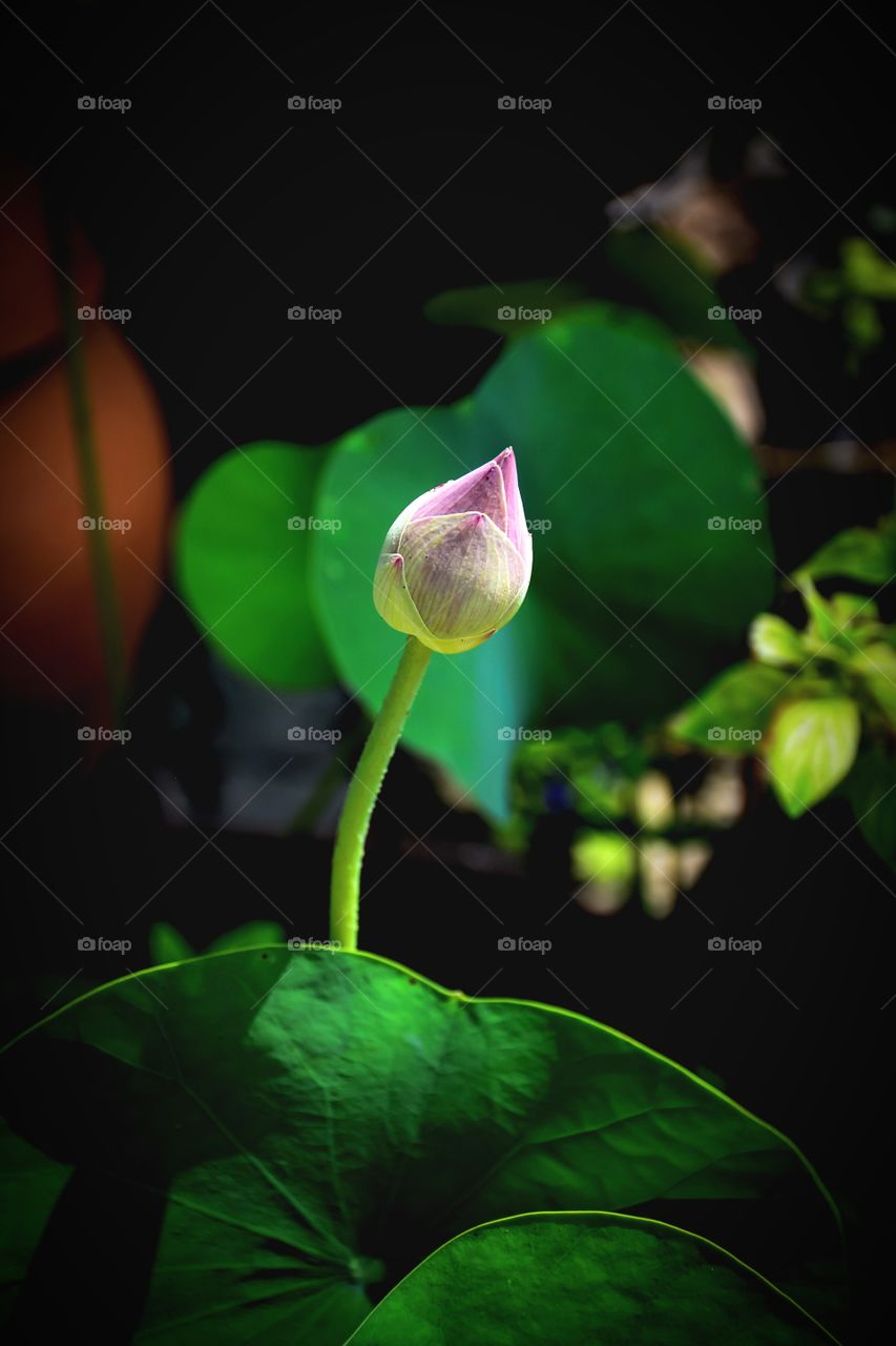 Beautiful and colorful of the lotus flower buds