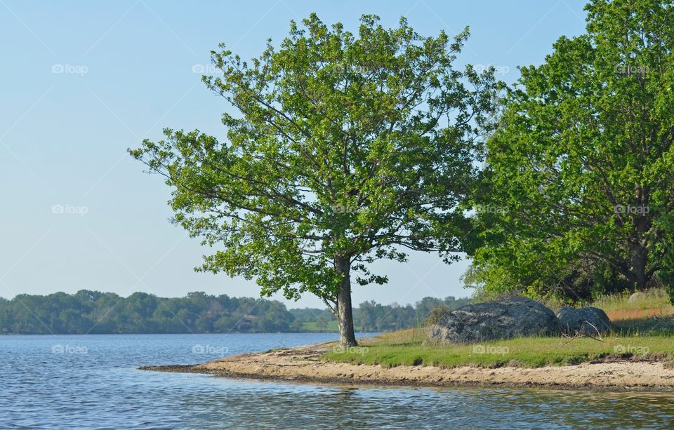 Lonesome tree