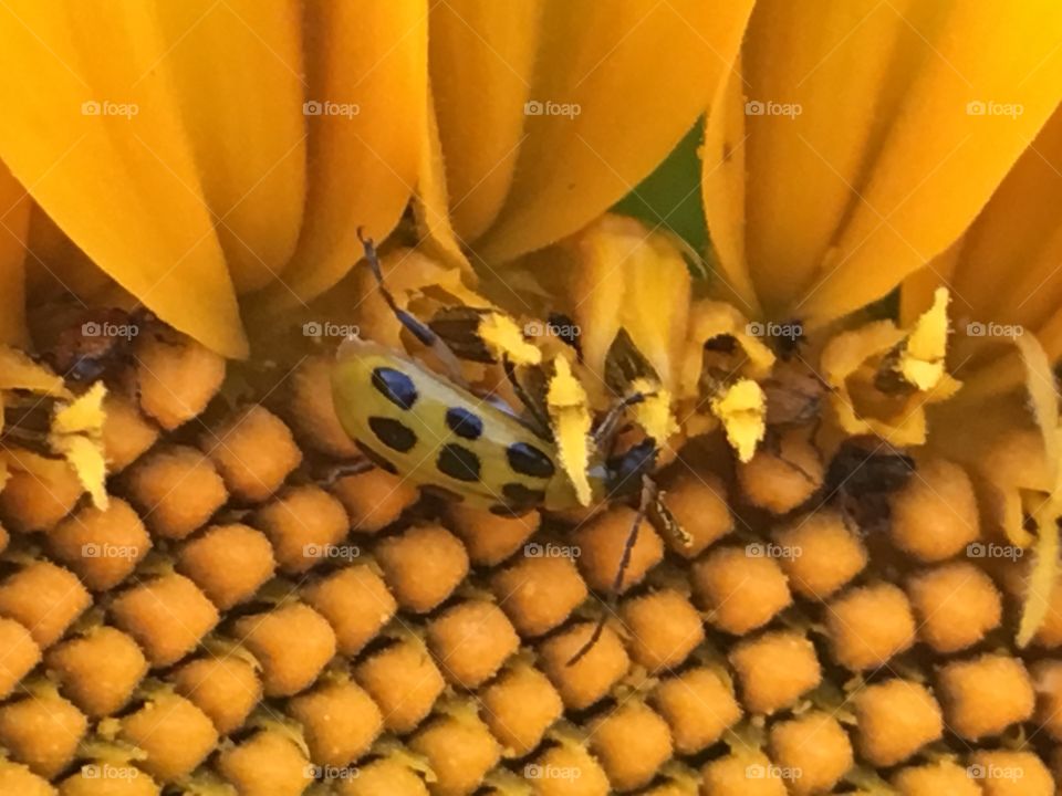An insect feeding on the nectar, while also pollinating the sunflower, in a sunflower farm near Lawrence, Kansas 