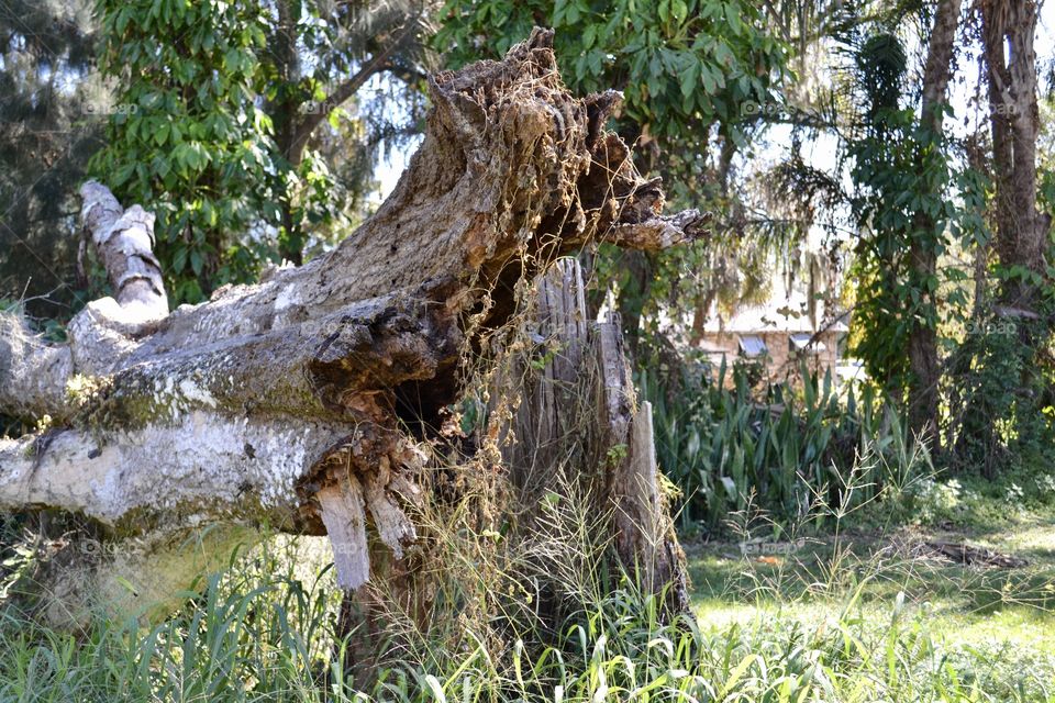 A dead fallen tree with the breakage showing at the end