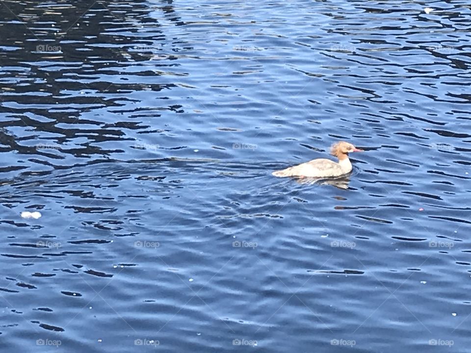 Brown and white duck in pond 
