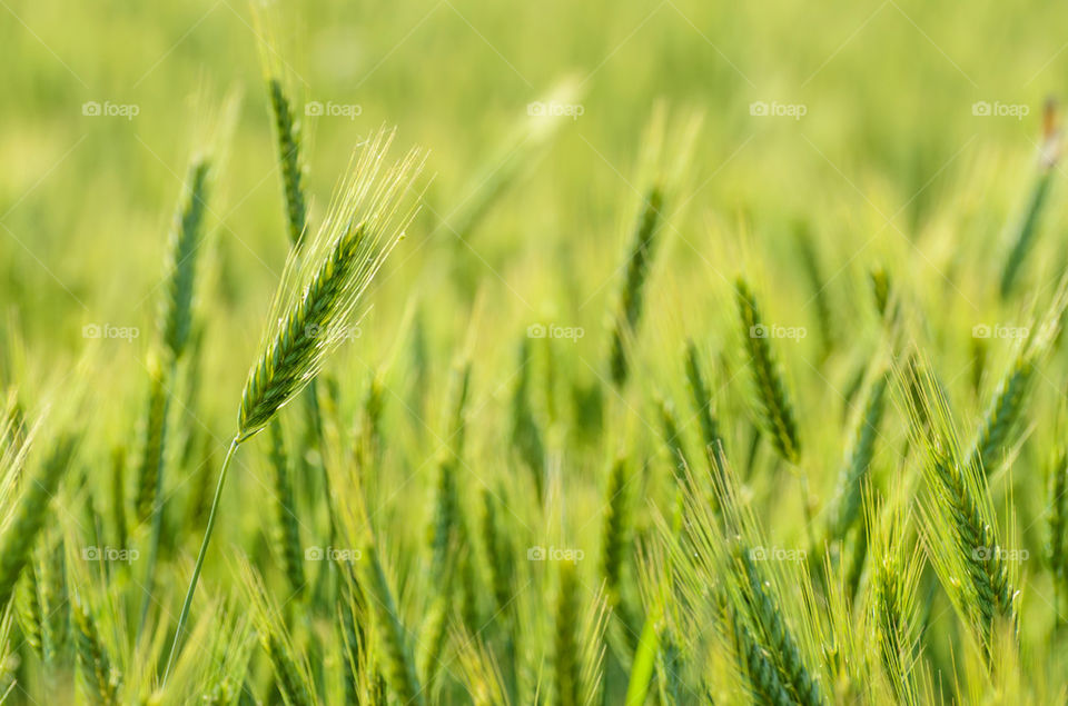 Green wheat field