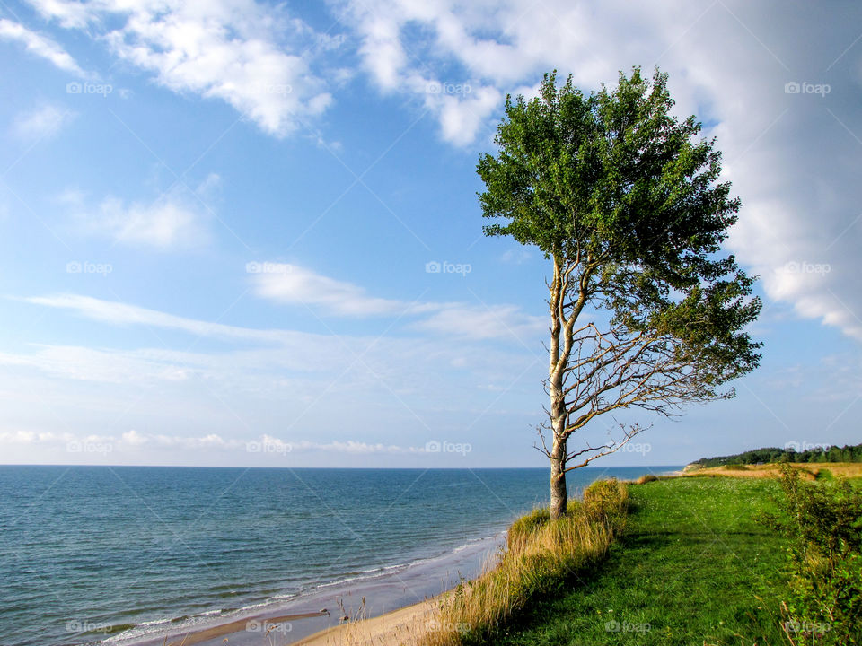 lonely tree near the Baltic Sea