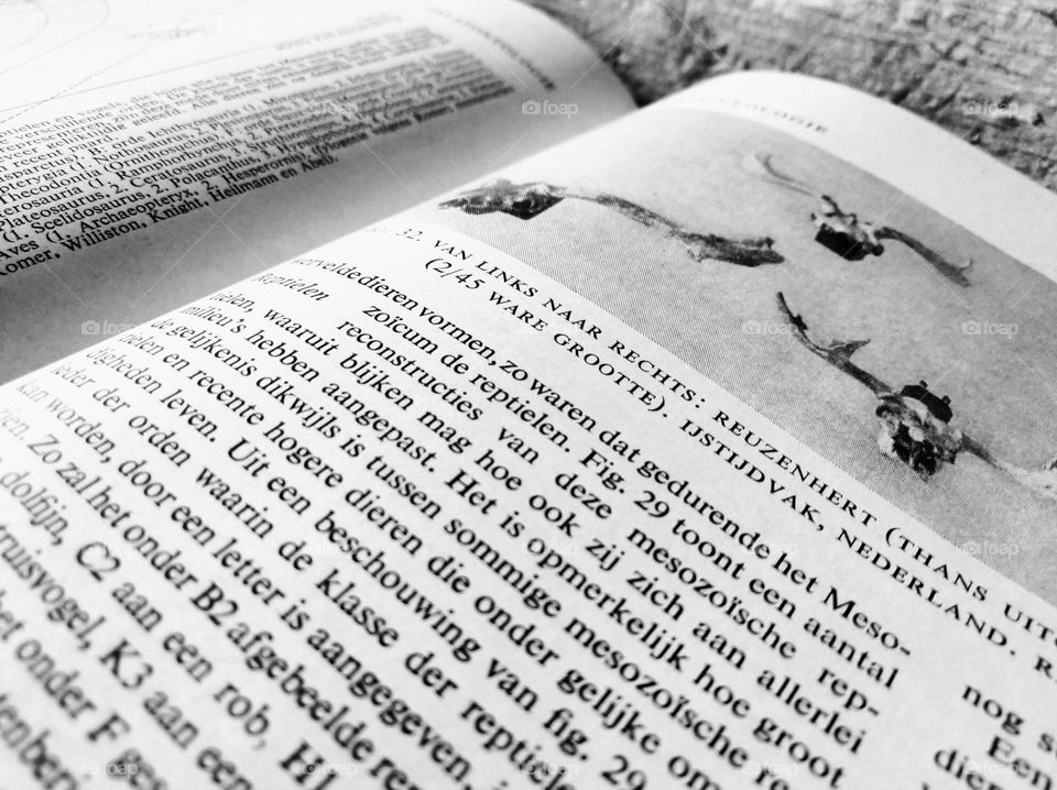 Reading the encyclopedia