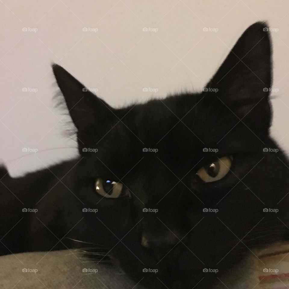 black Cat watching