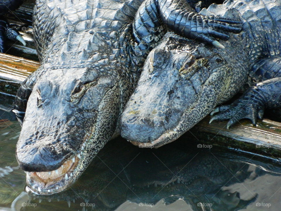 alligators