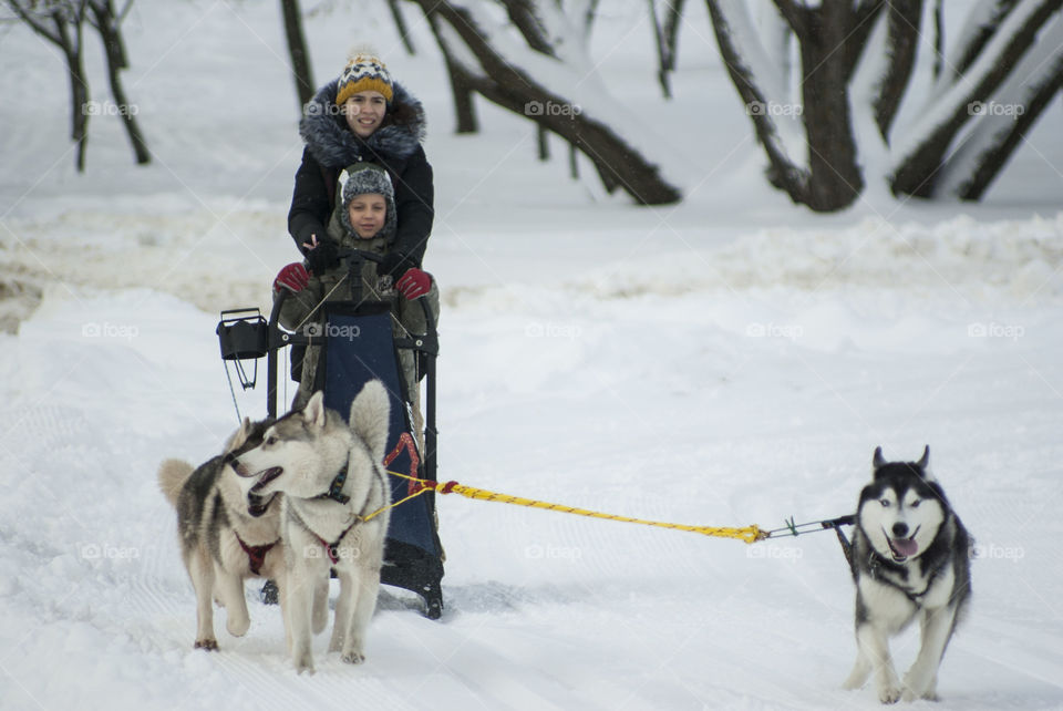 winter holidays. skating on dogs, sledding, snowboarding,